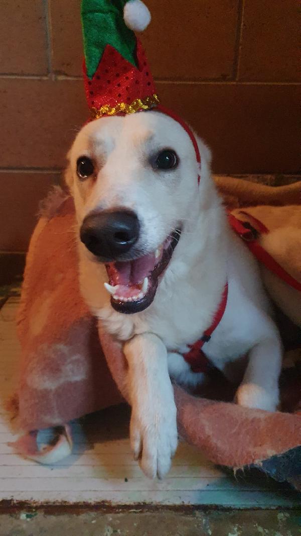 Oliver Taglia Grande, Va D’accordo Con Cani E Gatti